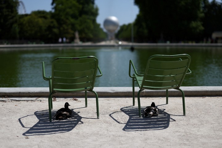 Los patos del Jardín de las Tullerías, en París, se protegen del sol. Foto: REUTERS  