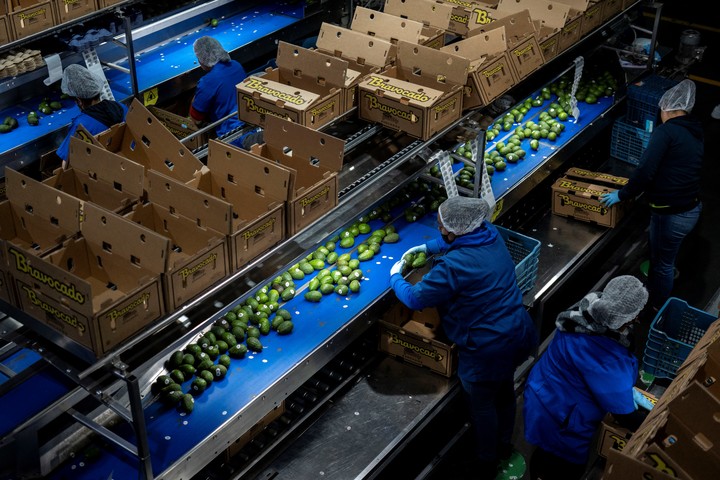 Una planta empacadora de aguacate en Uruapan, Michoacán, México, 4 de septiembre de 2025. Los cárteles de la droga extorsionan a los productores de aguacate en el estado, además de disputarse las rutas del narcotráfico. (Cesar Rodriguez/The New York Times)