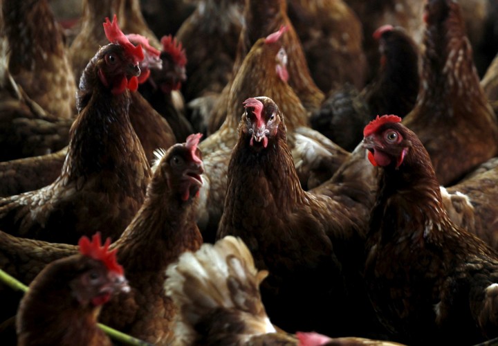 Pollos  en una granja contaminada mientras trabajadores del Ministerio de Protección Animal se preparan para sacrificarlos para contener un brote de gripe aviar, en una granja en el pueblo de Modeste, Costa de Marfil, 14 de agosto de 2015. REUTERS/Luc Gnago/Fotografía de archivo